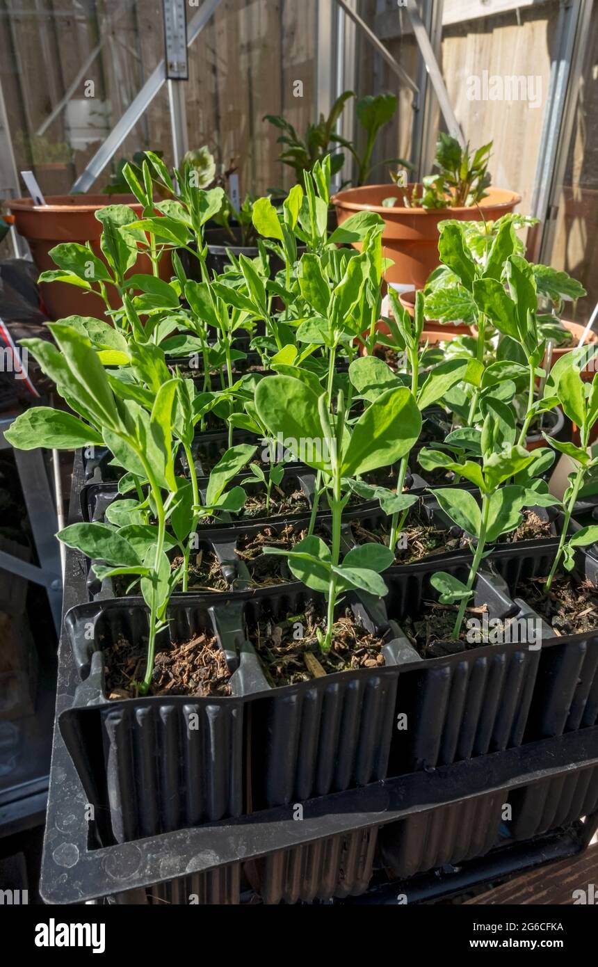 Close up of sweet pea peas seedlings plants in root trainer pots in greenhouse in spring England UK United Kingdom GB Great Britain Stock Photo