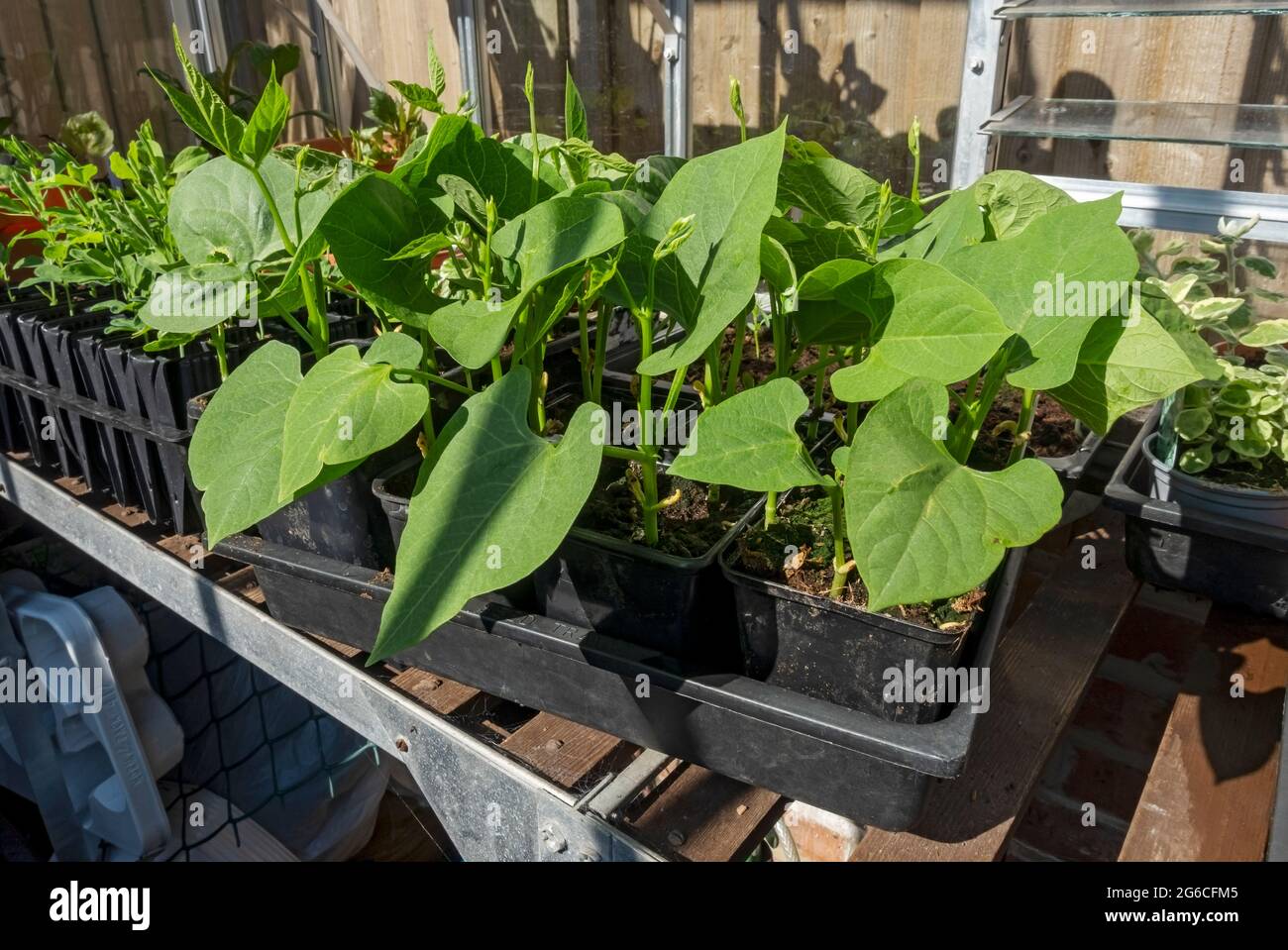 Close up of trays of climbing French bean beans vegetable plants seedlings growing in the greenhouse in spring England UK United Kingdom GB Stock Photo