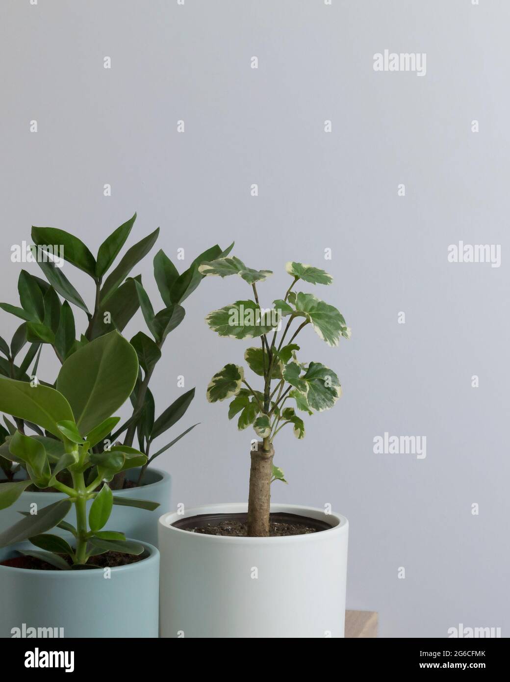 indoor plants in pots on a gray background Stock Photo