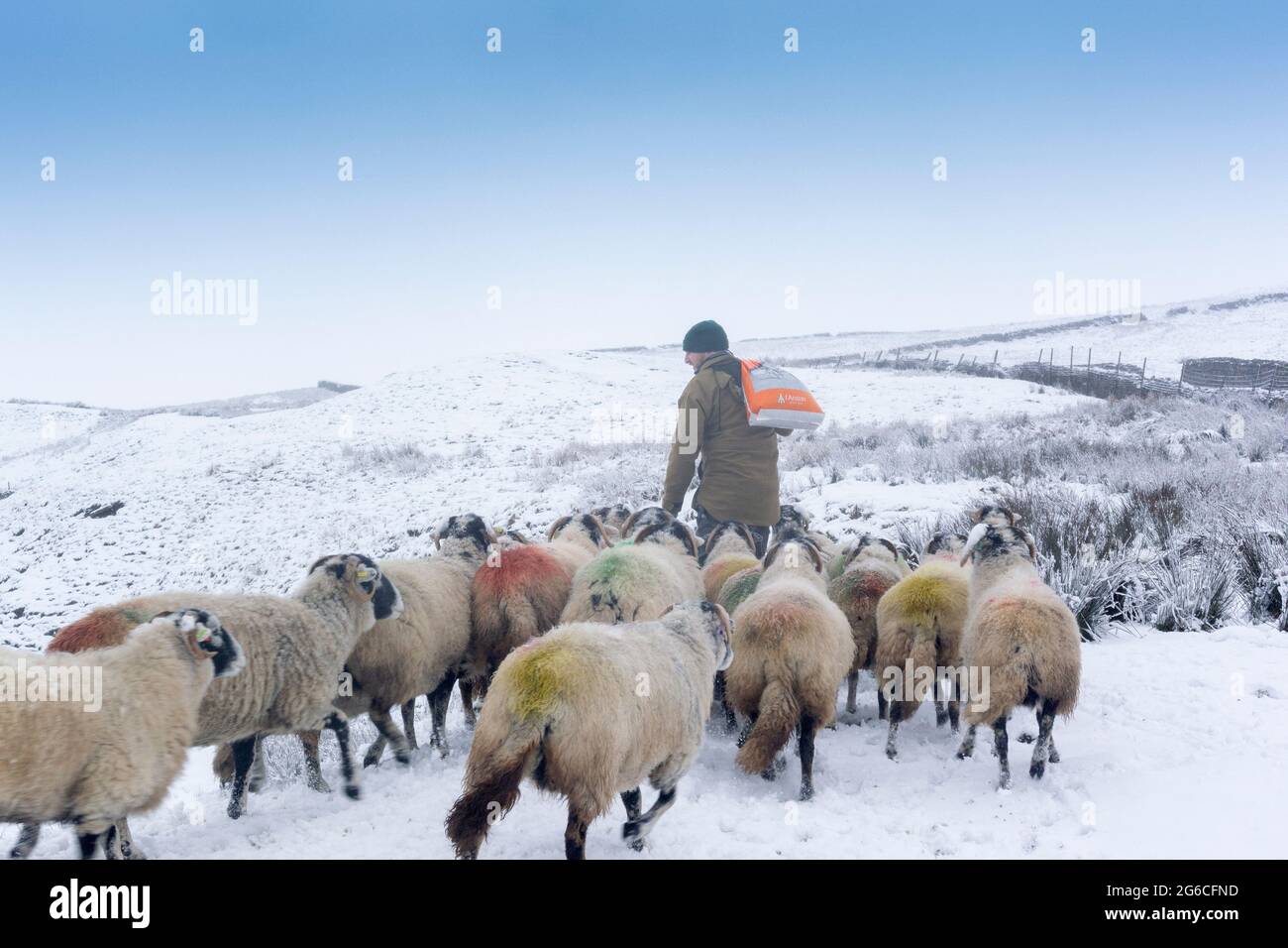 Feeding swaledale ewes in snowy weather, Wensleydale, North Yorkshire, UK. Stock Photo