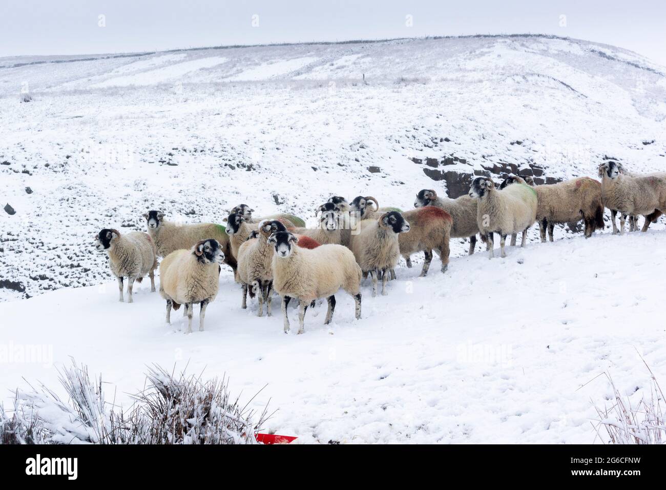 Feeding swaledale ewes in snowy weather, Wensleydale, North Yorkshire, UK. Stock Photo