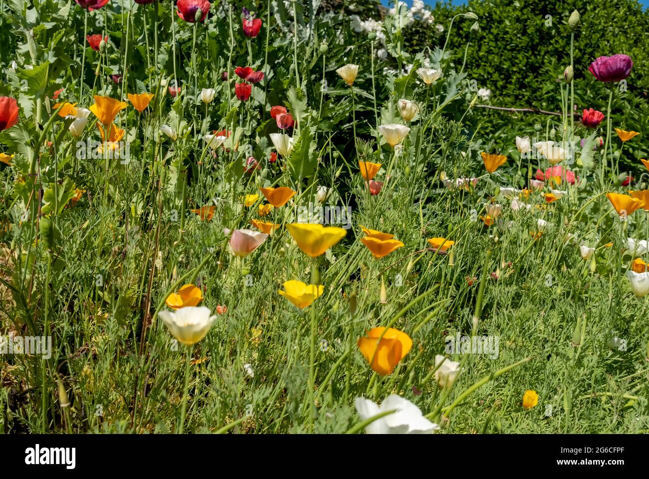 Close up of escholzia californica and poppies flowers flower flowering growing in a flowerbed garden in summer England UK United Kingdom GB Great Brit Stock Photo