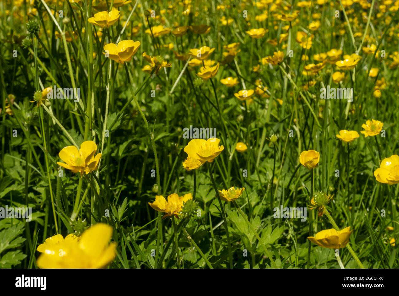Close up of wild buttercups yellow flowers flower flowering growing in a meadow in summer England UK United Kingdom GB Great Britain Stock Photo