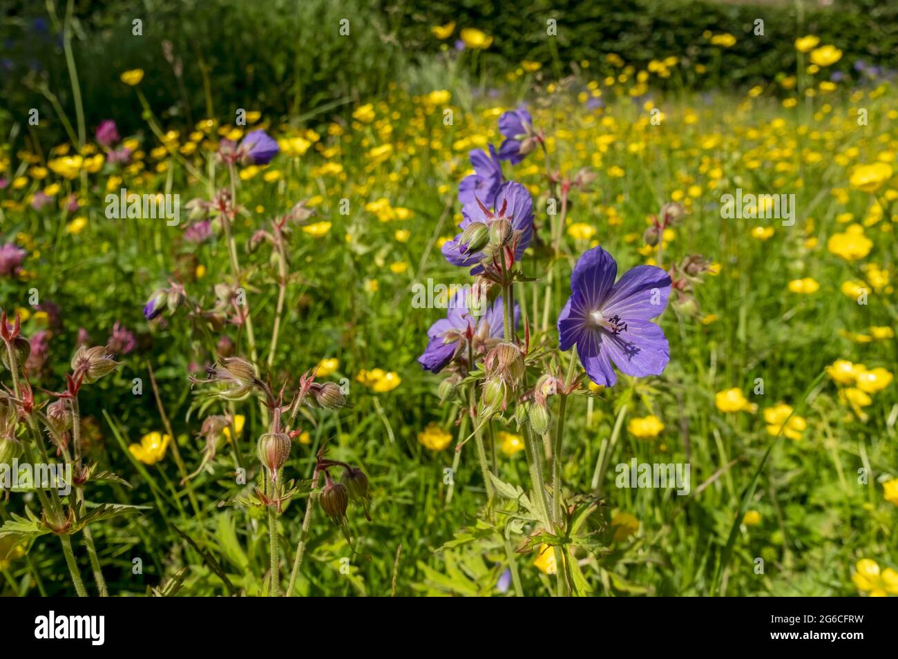British wildflowers cranesbill hires stock photography and images Alamy