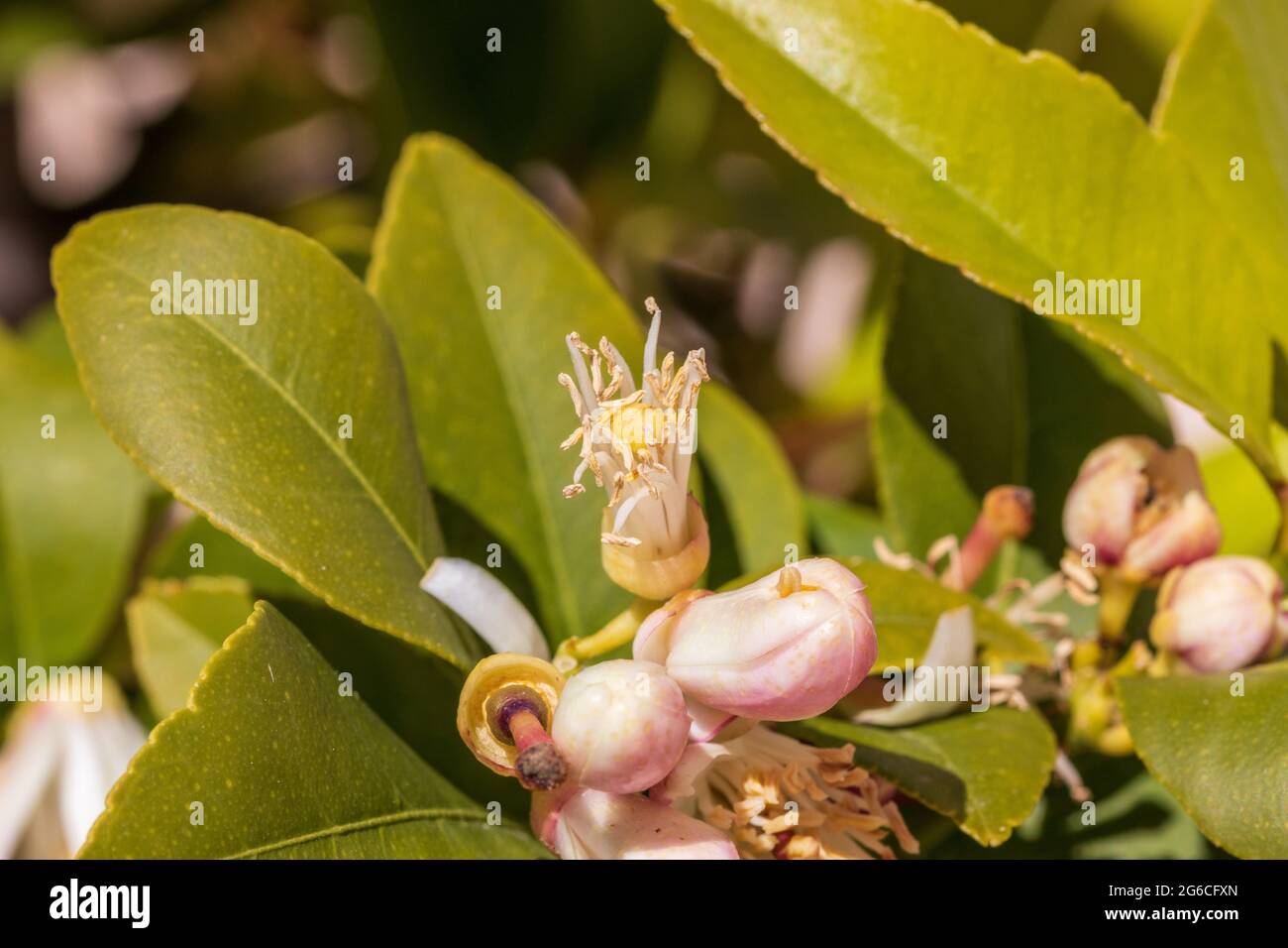 Citrus limon, Lemon Tree Blossom Stock Photo Alamy