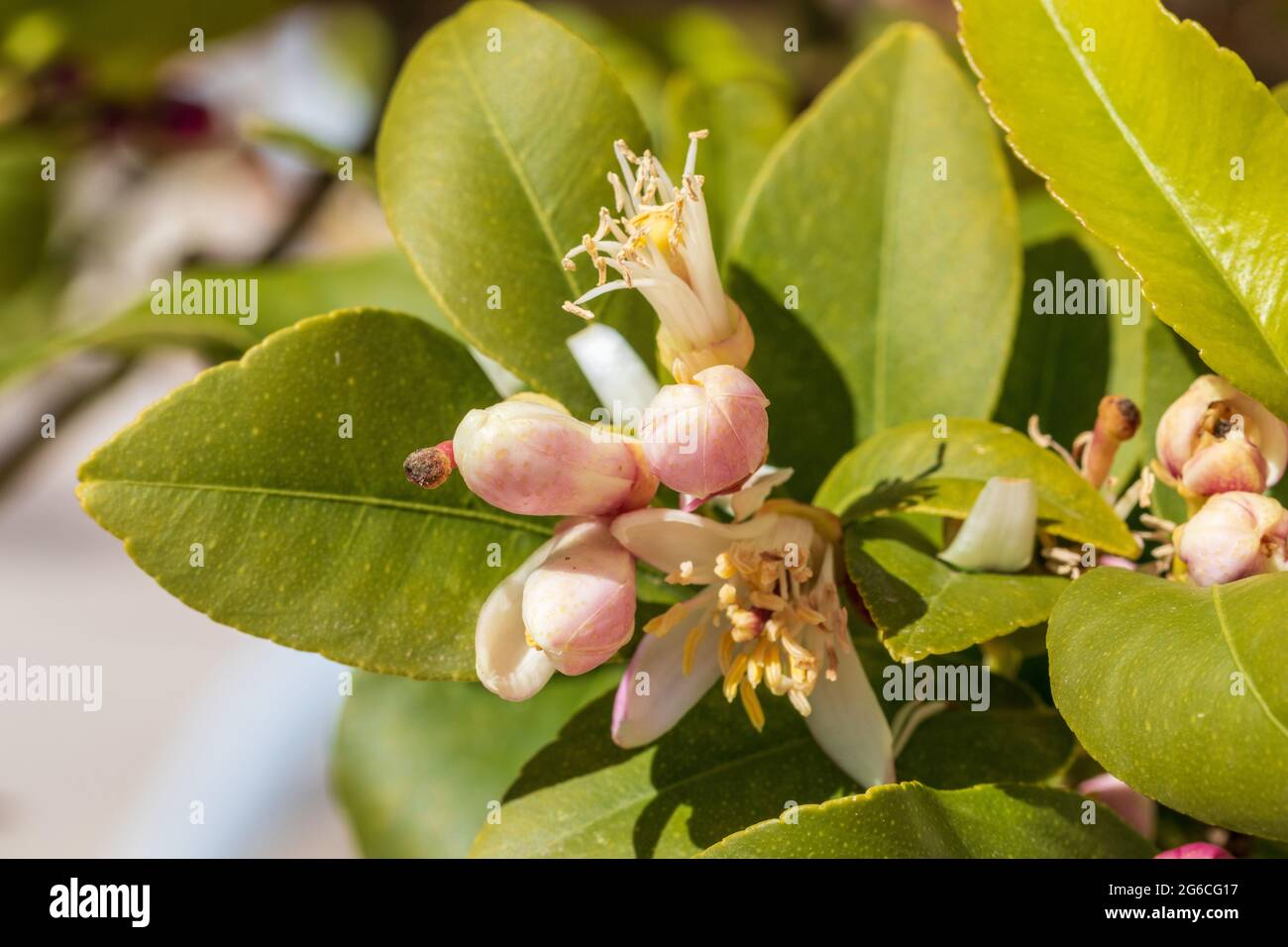 Citrus limon, Lemon Tree Blossom Stock Photo Alamy