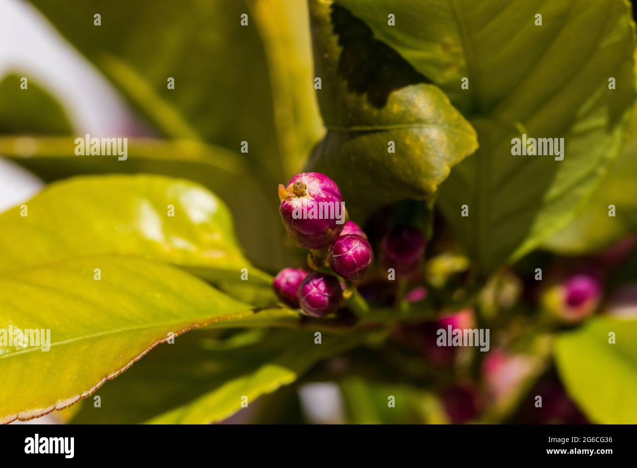 Citrus limon, Lemon Tree Blossom Stock Photo Alamy