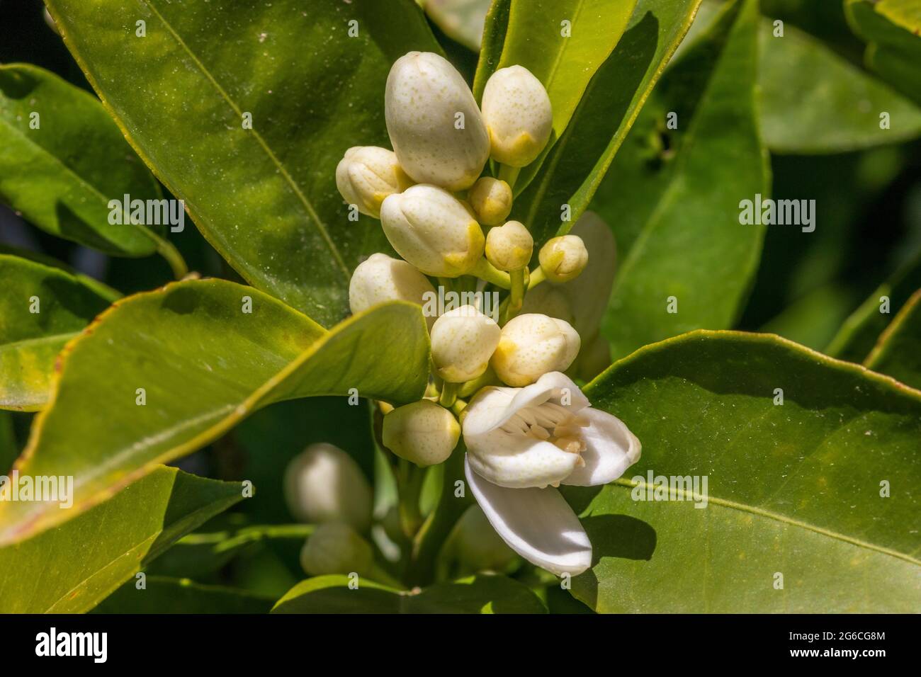 Citrus sinensis, Orange Tree Blossom Stock Photo Alamy