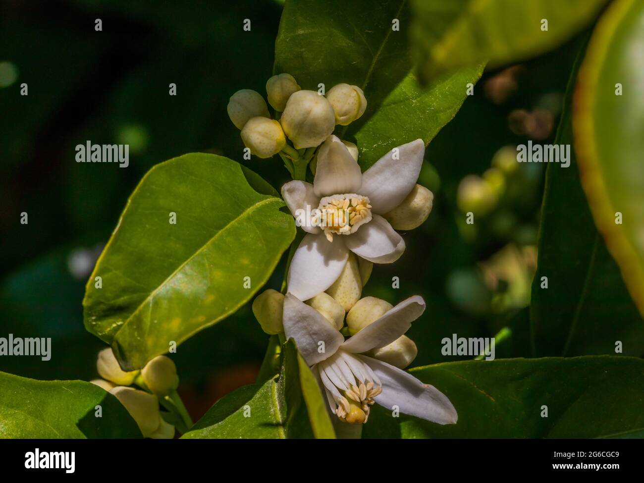 Citrus sinensis, Orange Tree Blossom Stock Photo Alamy
