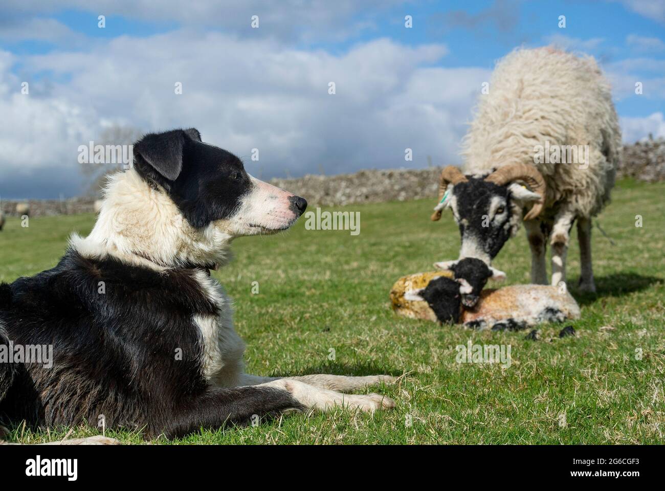 Border collie sheepdog watching a swaledale ewe with newborn lambs on a hill farm, Cumbria, UK. Stock Photo