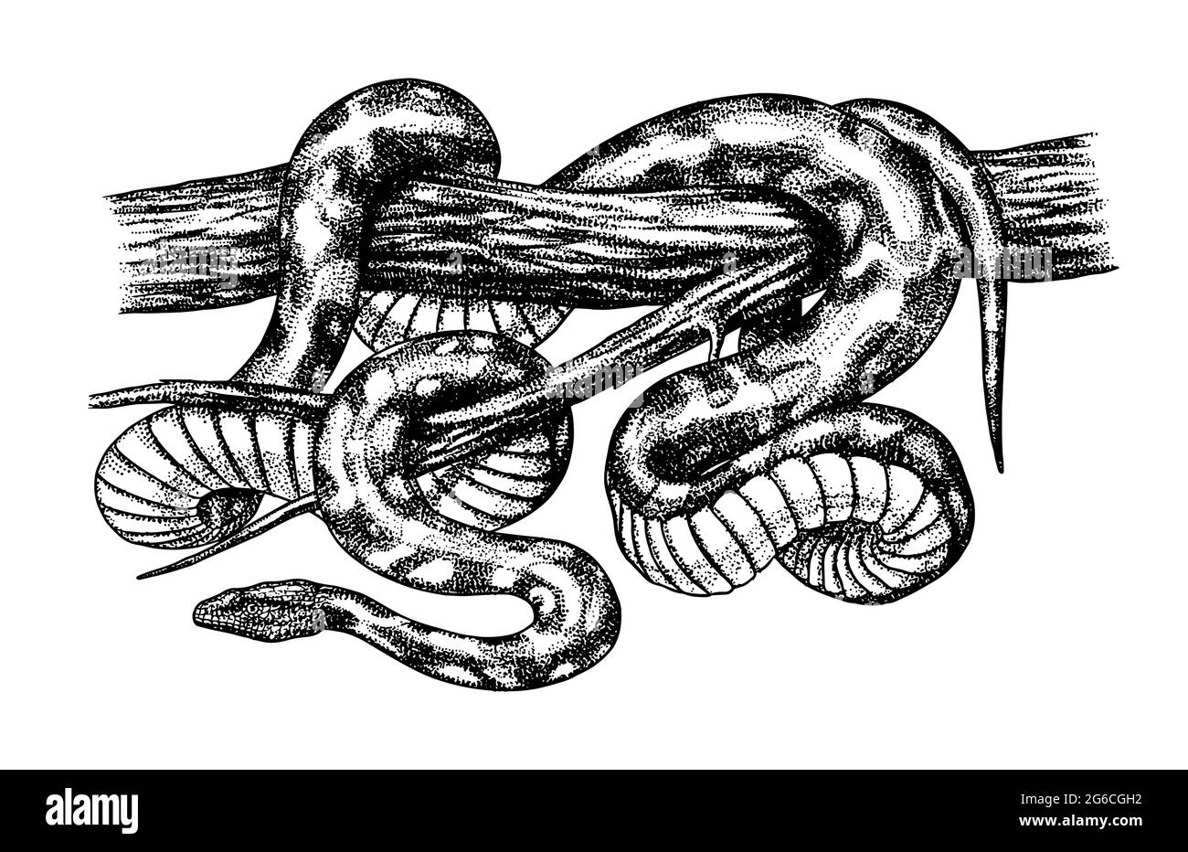 How To Draw A Snake In Python