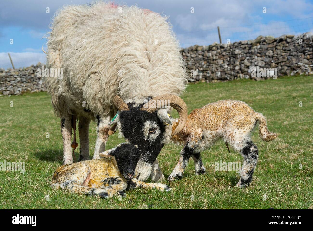 Swaledale ewe with newborn twin lambs on a hill farm in Cumbria, UK. Stock Photo