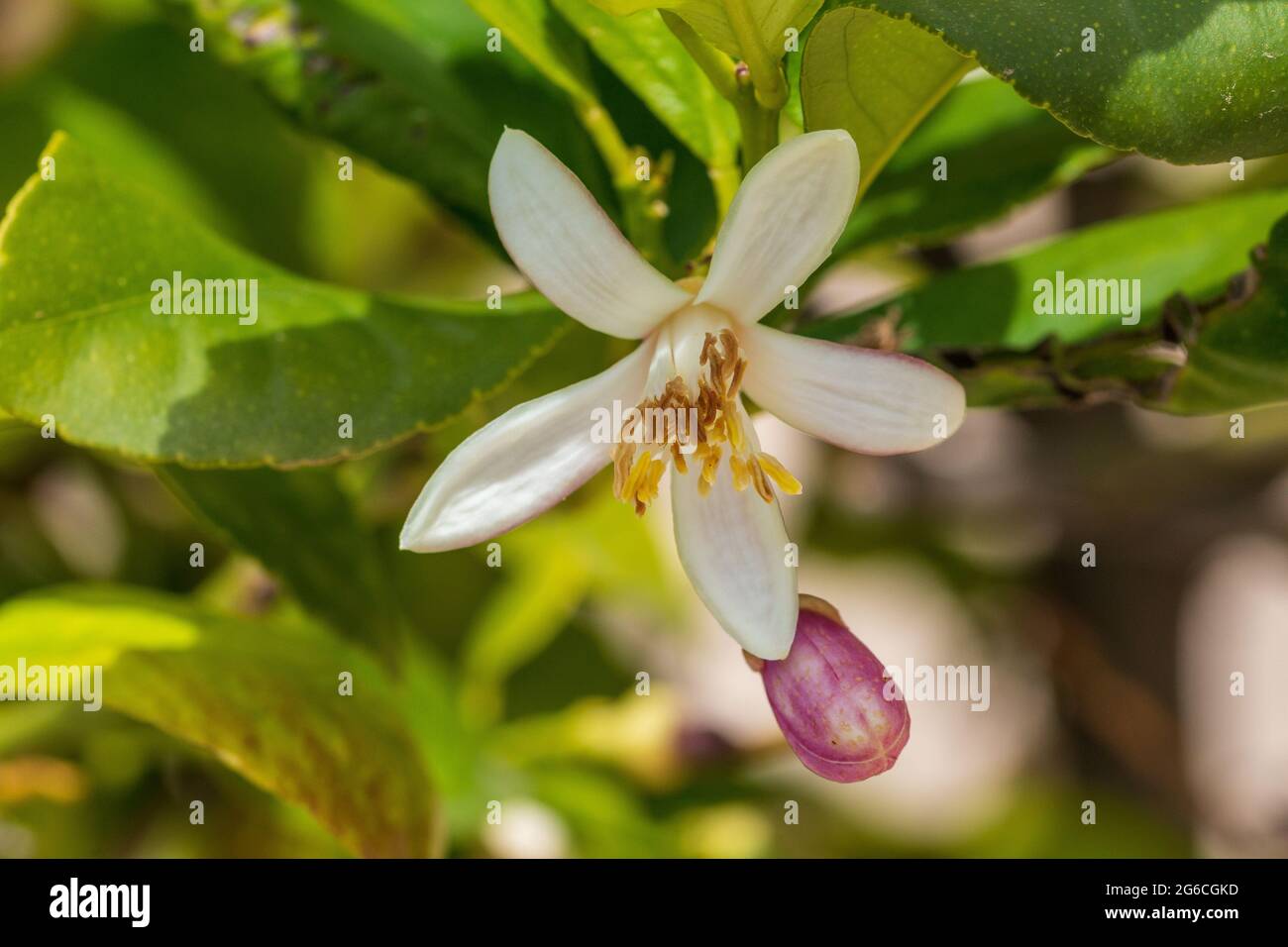 Citrus limon, Lemon Tree Blossom Stock Photo Alamy