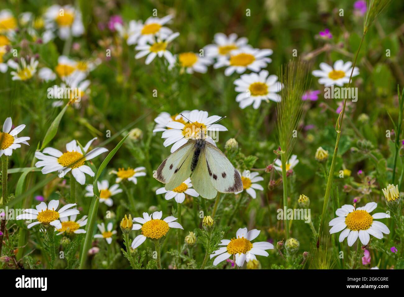 Pieris brassicae, Large White Butterfly in a Field of Wild Flowers Stock Photo