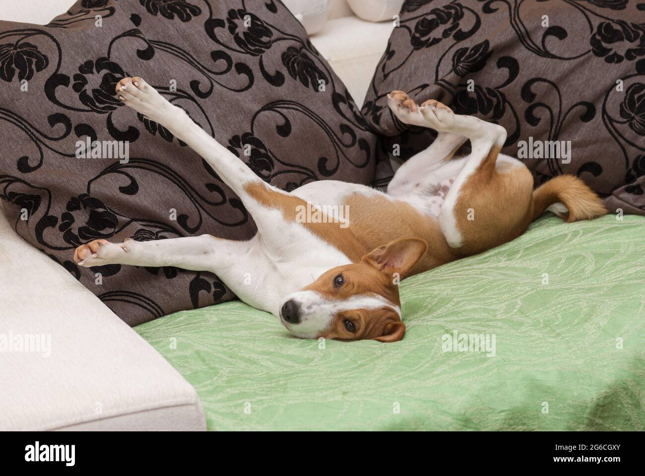 Cute Basenji stretch itself while lying on a human sofa in siesta time ...