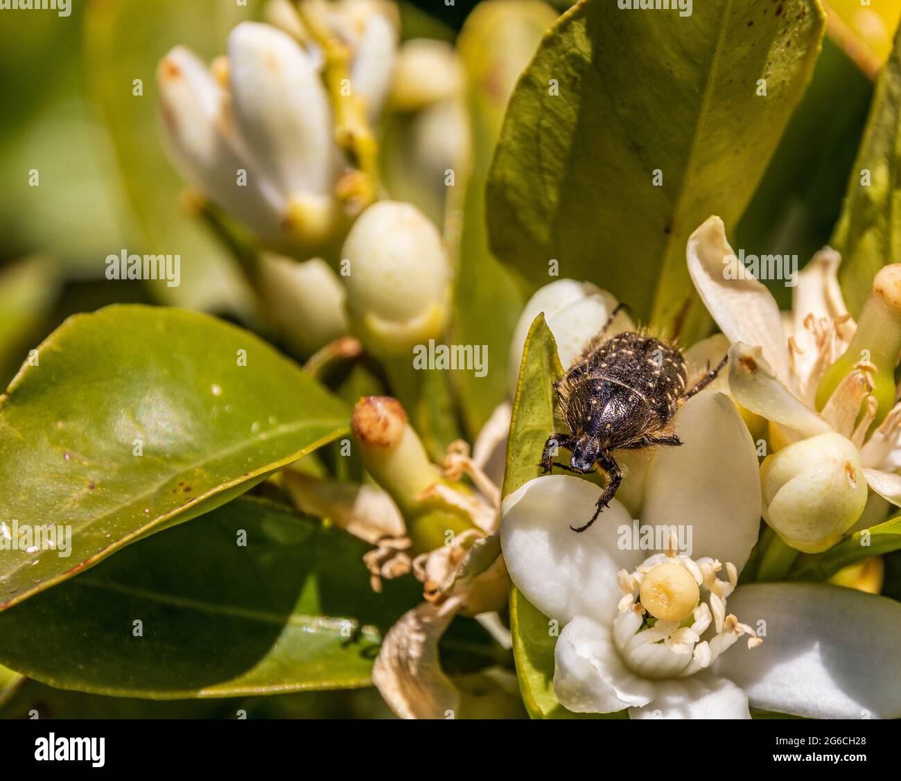 Oxythyrea funesta, Mediterranean Spotted Chafer on the Blossom of an Orange Tree Stock Photo
