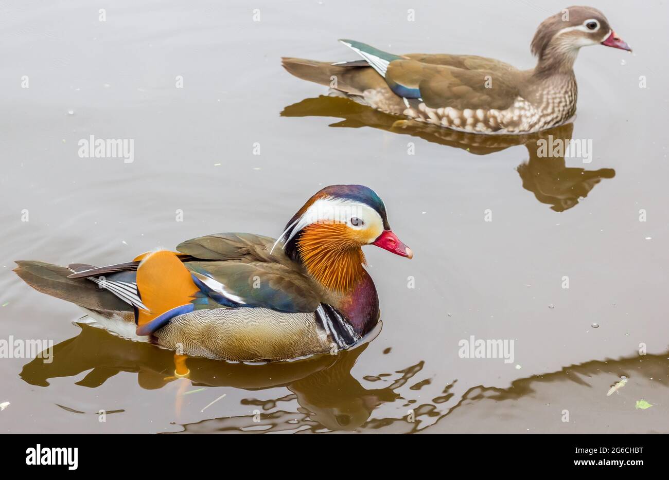 Male and female Mandarin duck swimming in the water Stock Photo - Alamy