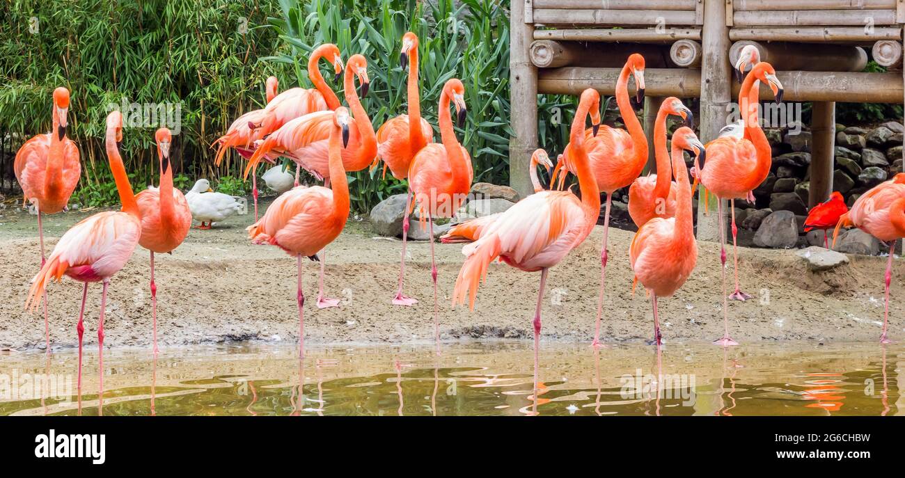 Panorama of colorful flamingos standing in the water Stock Photo
