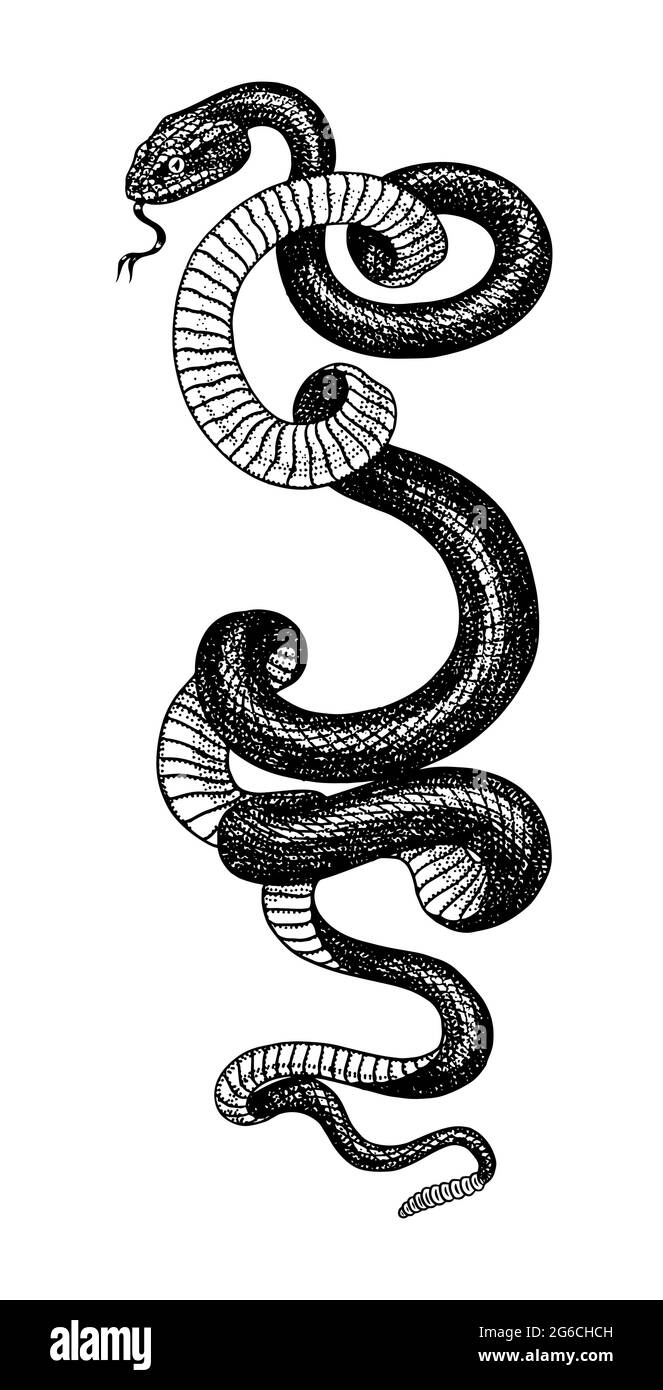 The Significance And Symbolism of Snake Tattoos  Self Tattoo