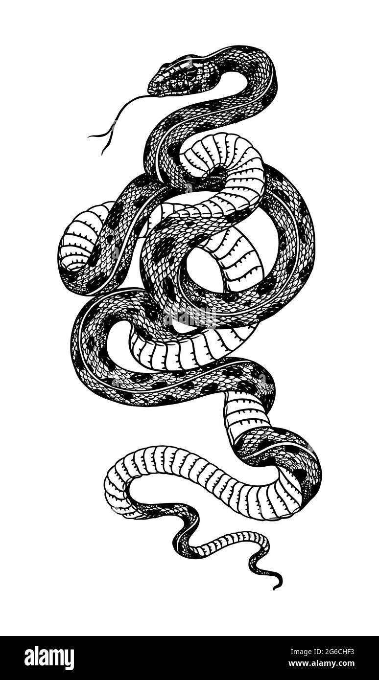 Viper Tattoo Gifts  Merchandise for Sale  Redbubble