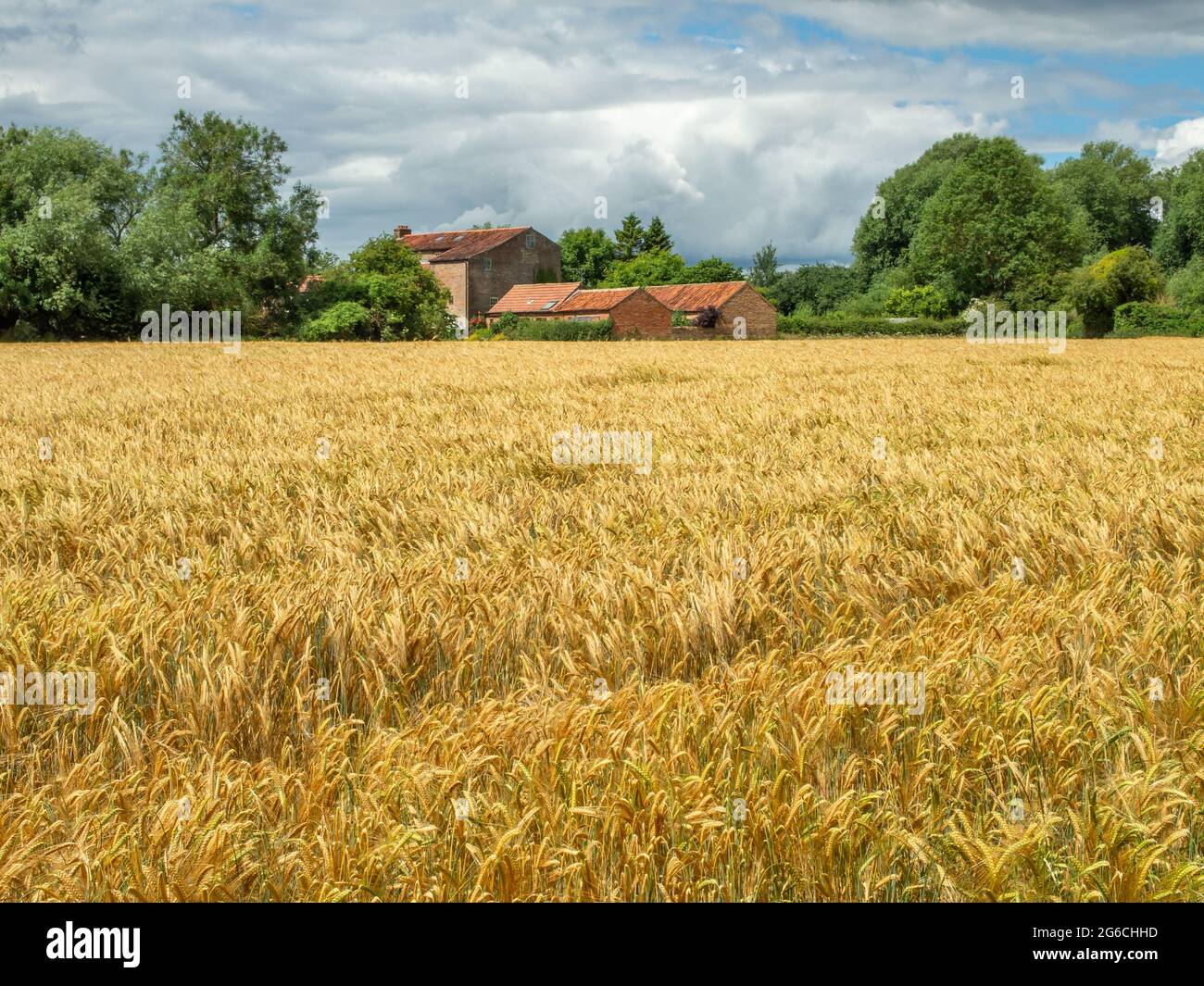 Veiw across a field of yellow wheat or barley to an old red brick mill in the distance on a sunny day. Stock Photo