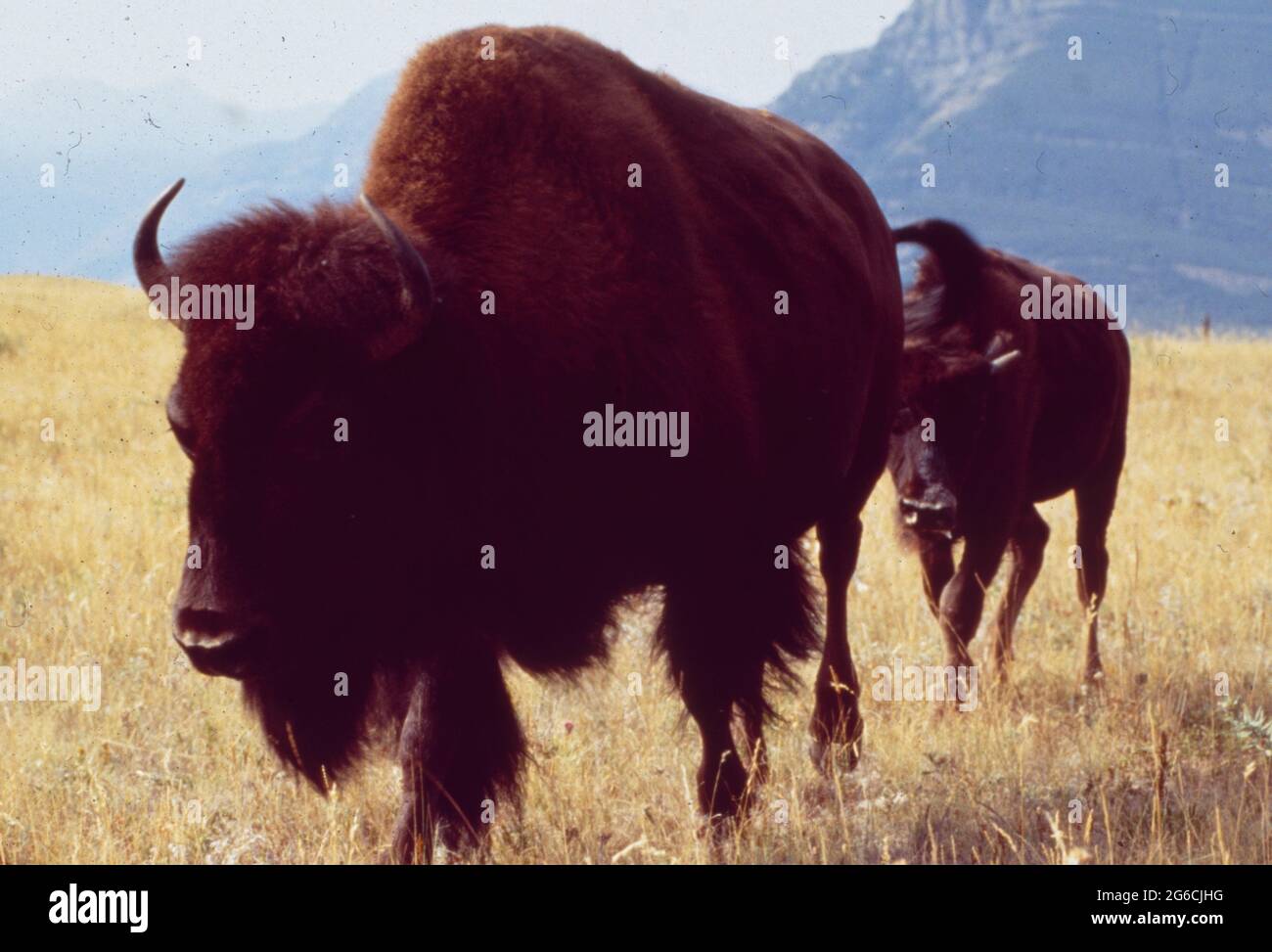 Canada: Two bisons in the wilderness which you will see very rare today Stock Photo