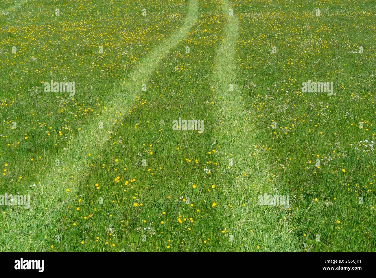 Flattened grass, where a tractor has driven on, in a meadow in early ...
