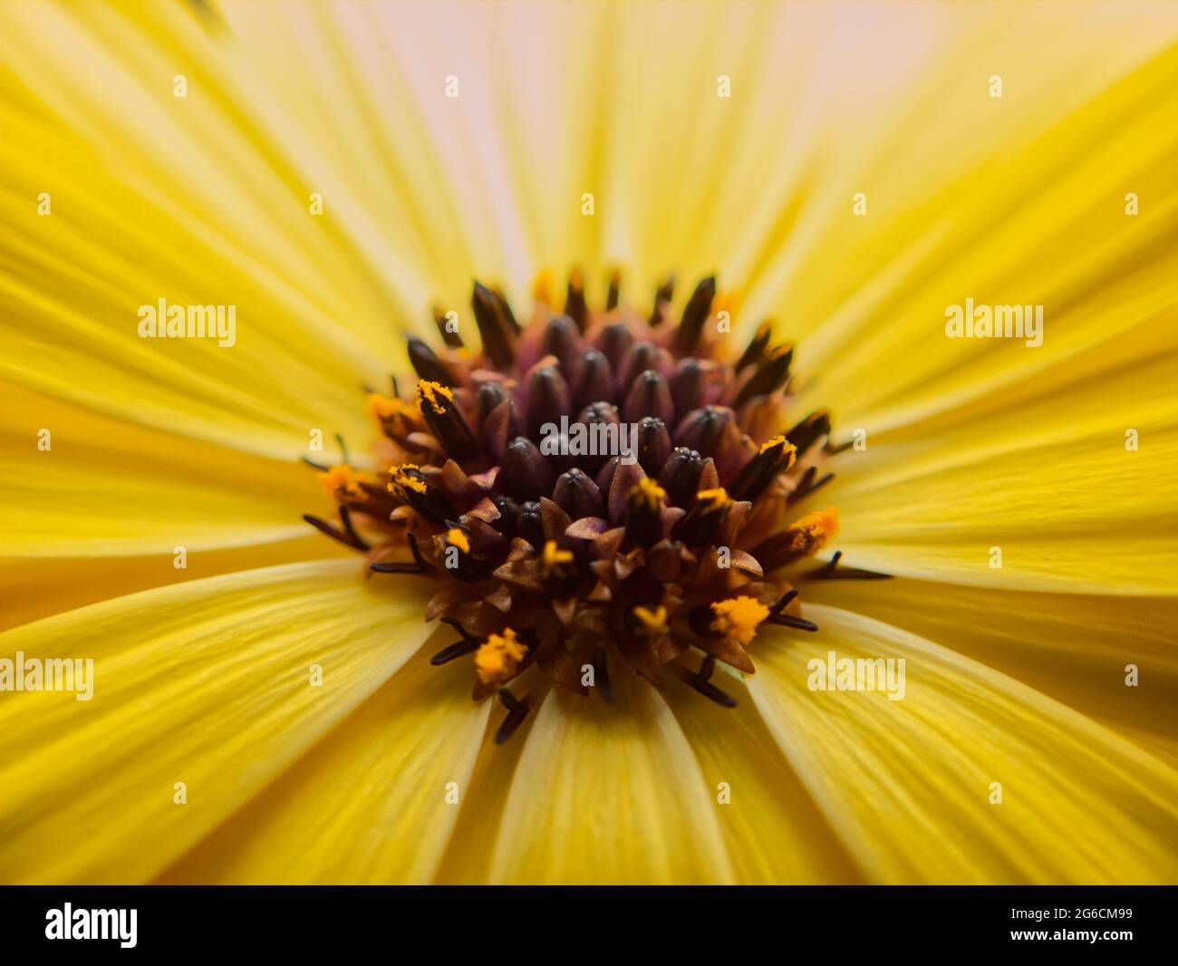Close up of yellow African daisy Stock Photo