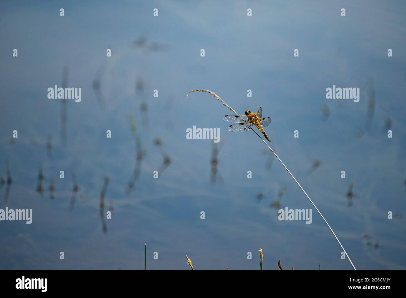 A dragonfly on a grass stem. A dragonfly at rest on a blade of grass. Photo taken on the edge of the Lieschbach pond in the Vosges in France. Stock Photo