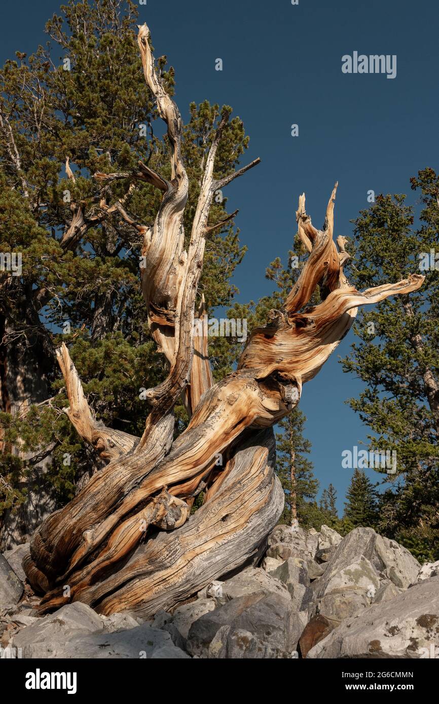 Twisting Trunk of Bristlecone Pine Tree in Great Basin National Park Stock Photo