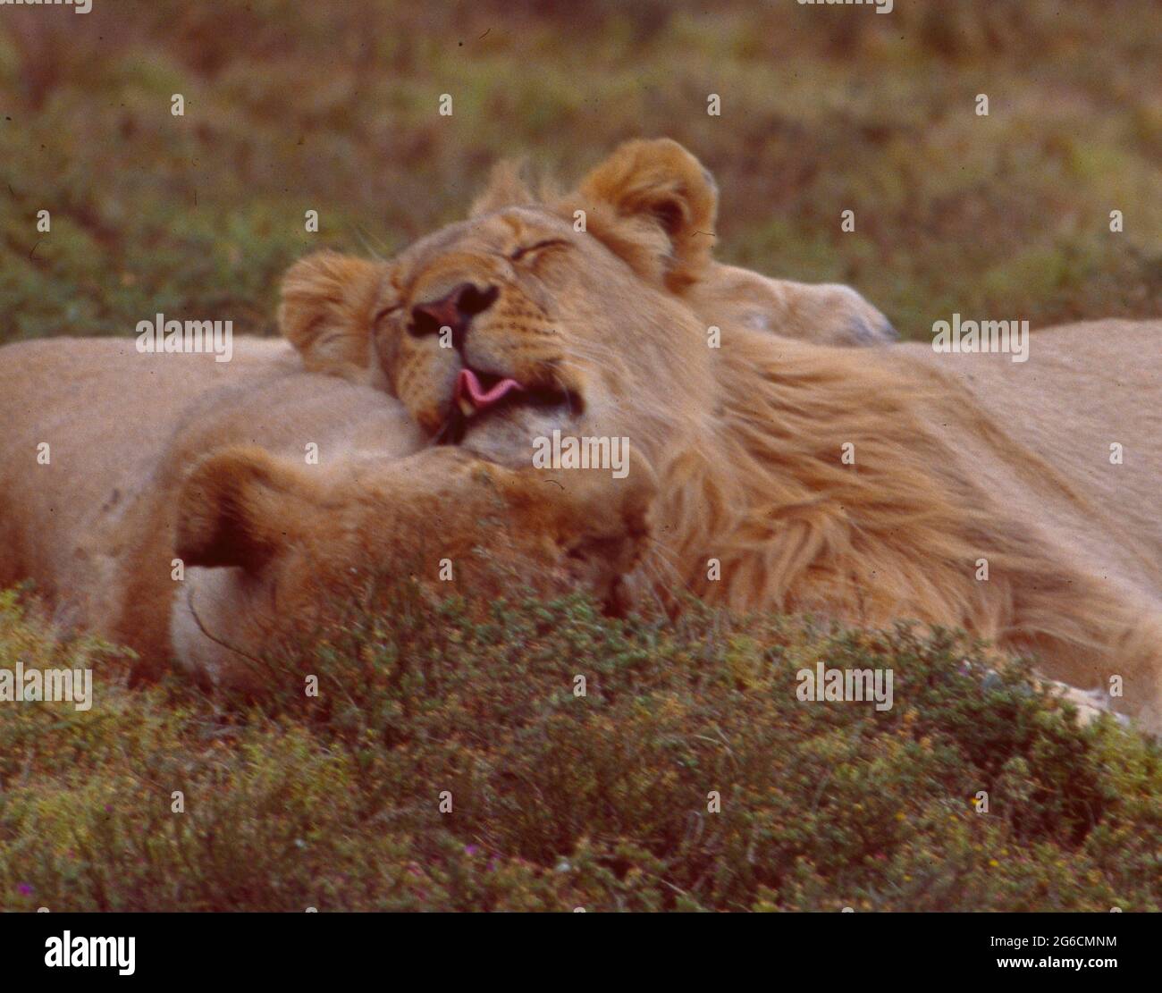 South Africa: Two lions in love at Shamwari Game Reserve licking and cleaning each other skin Stock Photo