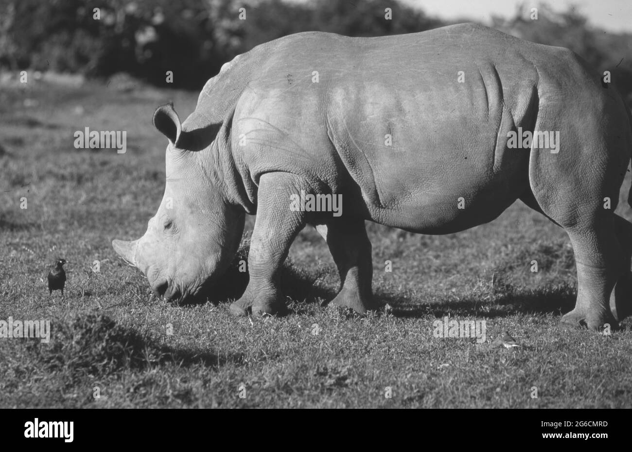 South Africa: A rhino facing a bird while greasing in Shamwari Game Reserve Stock Photo