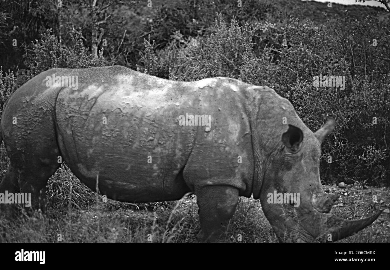 A rhino at Shamwari Game Reserve near Port Elisabeth, Western Cape Province, South Africa, wilderness, tour Stock Photo