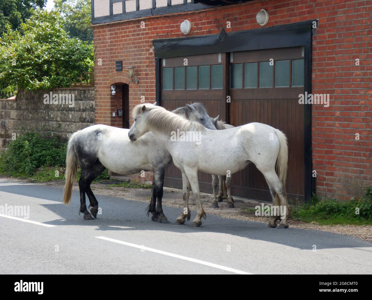 Wild horses and ponies in the New Forest National Park, Hampshire, UK Stock Photo