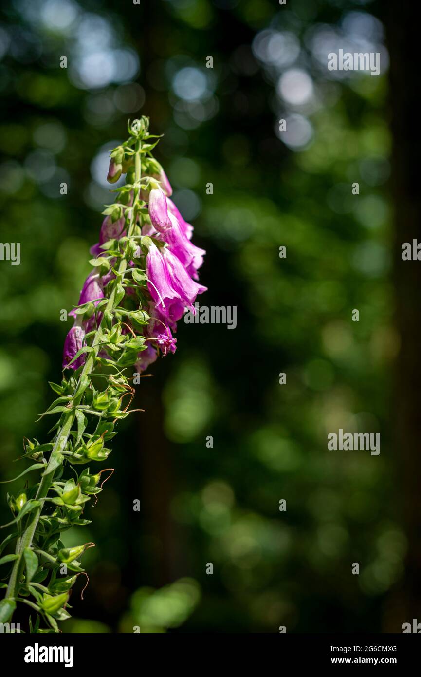 JP12240-purple foxglove - Purple foxglove flower in the forest. On the sunny slopes of the Vosges, this beautiful flower illuminates the forest. Stock Photo