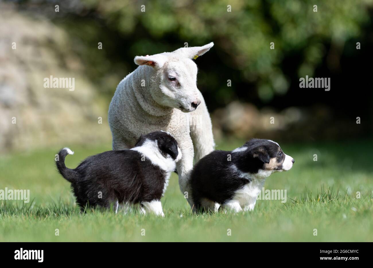 four-week-old-border-collie-sheepdog-puppies-meet-their-first-sheep-a