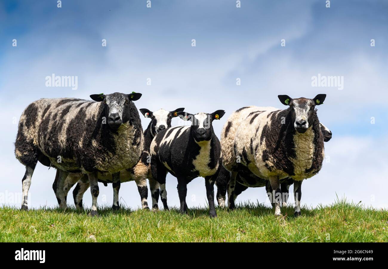 Dutch Spotted sheep with lambs at foot. Cumbria, UK Stock Photo - Alamy