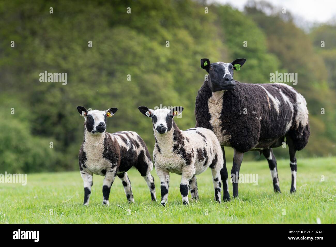 Dutch Spotted sheep with lambs at foot. Cumbria, UK Stock Photo - Alamy