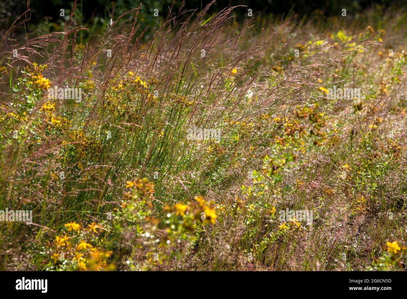 St. John's wort (hypericum) and grass in the Wahner Heath, Troisdorf, North Rhine-Westphalia, Germany.   Johanniskraut (Hyperikum) und Graeser in der Stock Photo