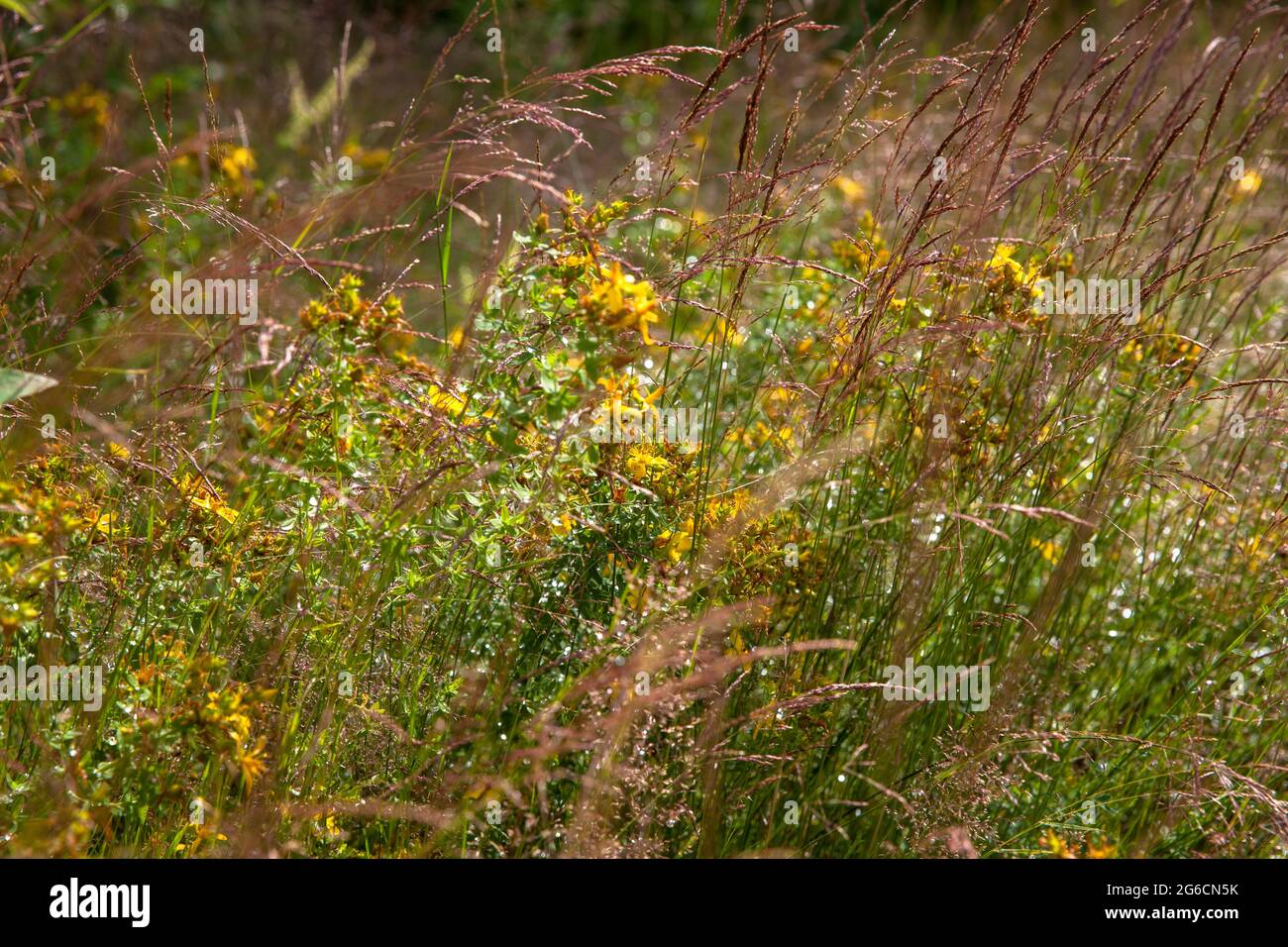 St. John's wort (hypericum) and grass in the Wahner Heath, Troisdorf, North Rhine-Westphalia, Germany.   Johanniskraut (Hyperikum) und Graeser in der Stock Photo