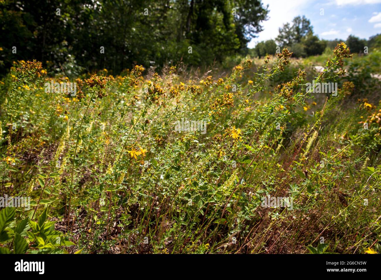 St. John's wort (hypericum) and grass in the Wahner Heath, Troisdorf, North  Rhine-Westphalia, Germany. Johanniskraut (Hyperikum) und Graeser in der  Stock Photo - Alamy