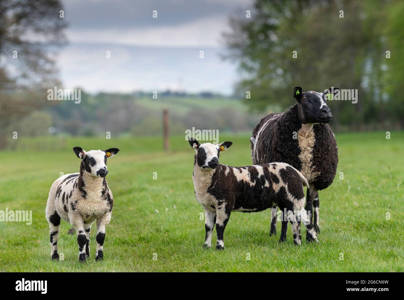 Dutch spotted sheep hi-res stock photography and images - Alamy