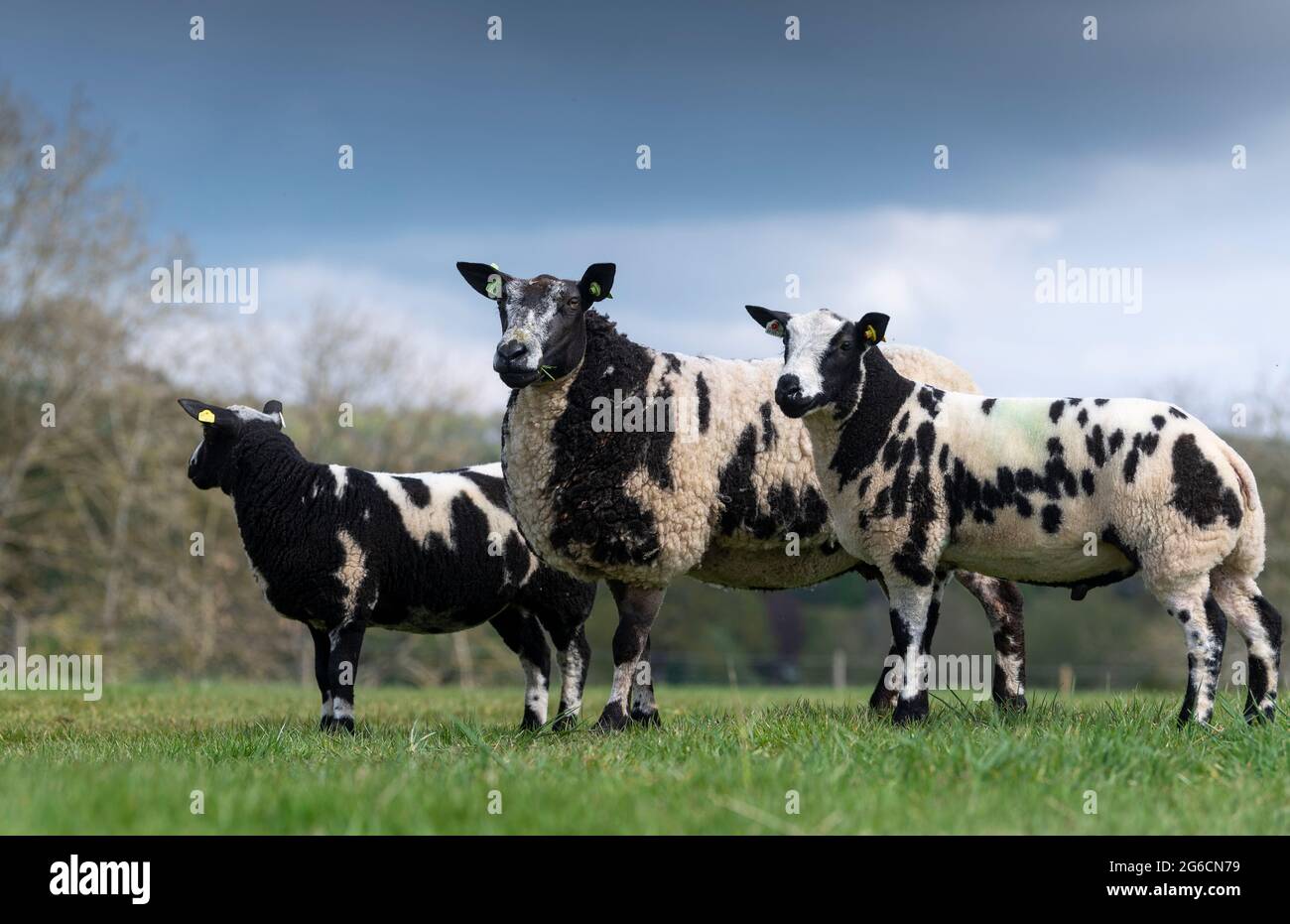 Dutch Spotted sheep with lambs at foot. Cumbria, UK Stock Photo - Alamy