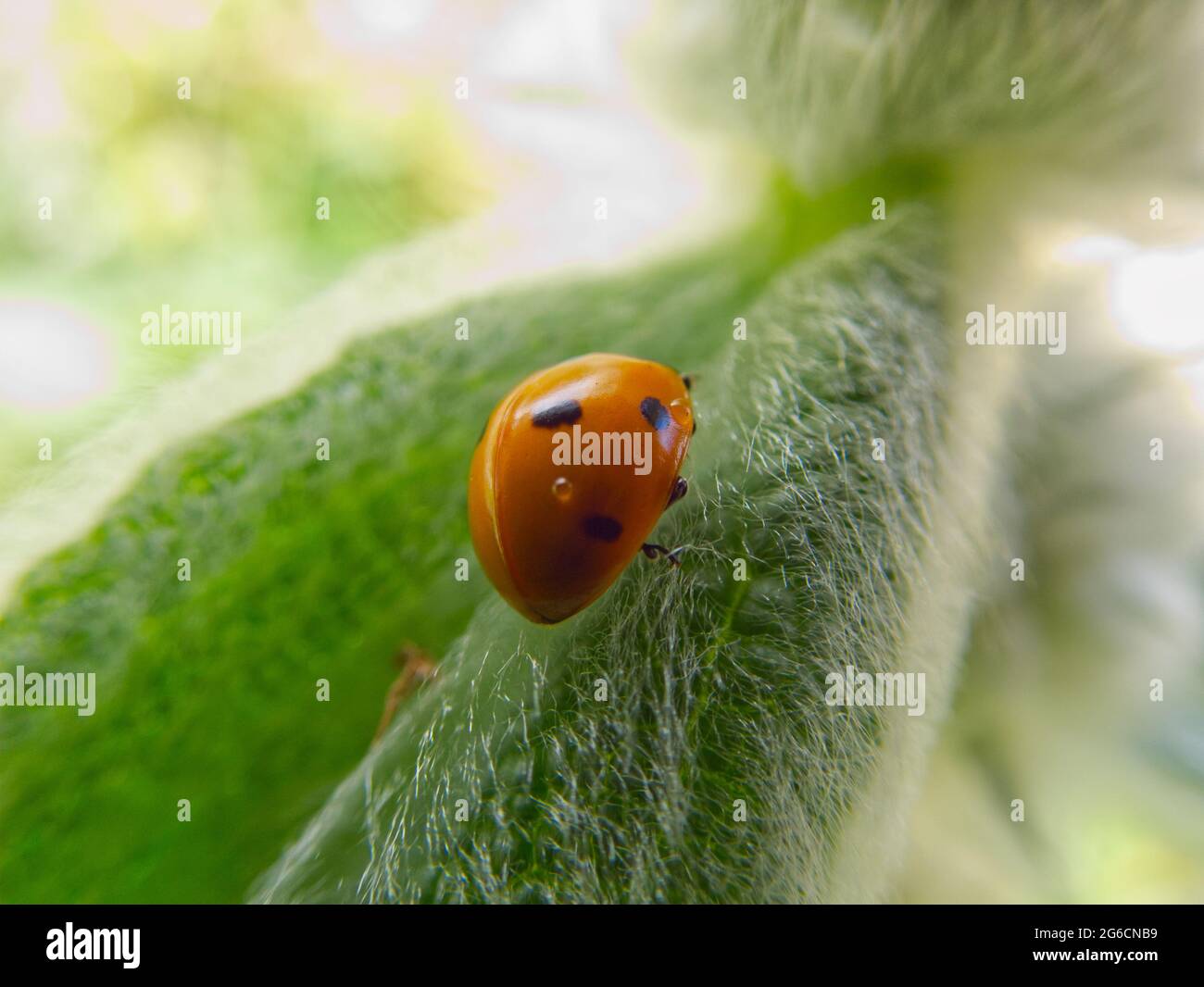 Close up of a ladybug on a leaf Stock Photo