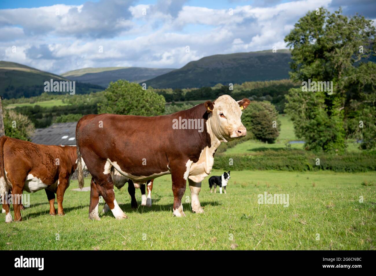 Herd of hereford cattle grazing in lush pasture, Cumbria, UK Stock ...
