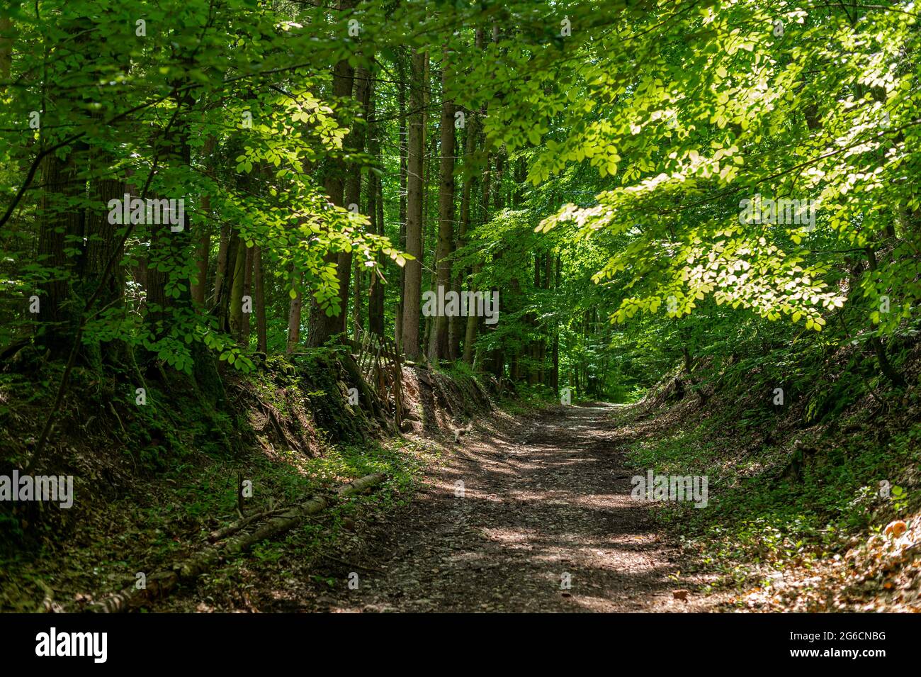 JP12210-Country Trail - Small forest path in the Alsatian Vosges, France. Stock Photo