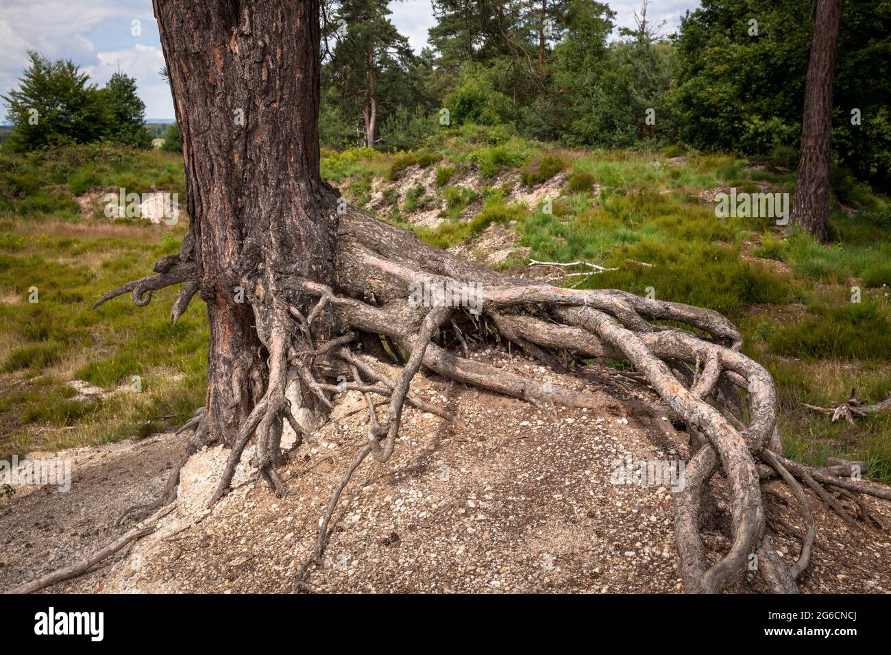 roots of a pine tree in the Wahner Heath, Troisdorf, North Rhine-Westphalia, Germany.  Wurzeln einer Kiefer in der Wahner Heide, Troisdorf, Nordrhein- Stock Photo