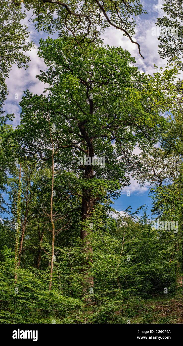 JP12197-Century-old oak - Giant oak in the forest of Brumath, France. This hundred-year-old tree is the tallest specimen in the forest. Stock Photo