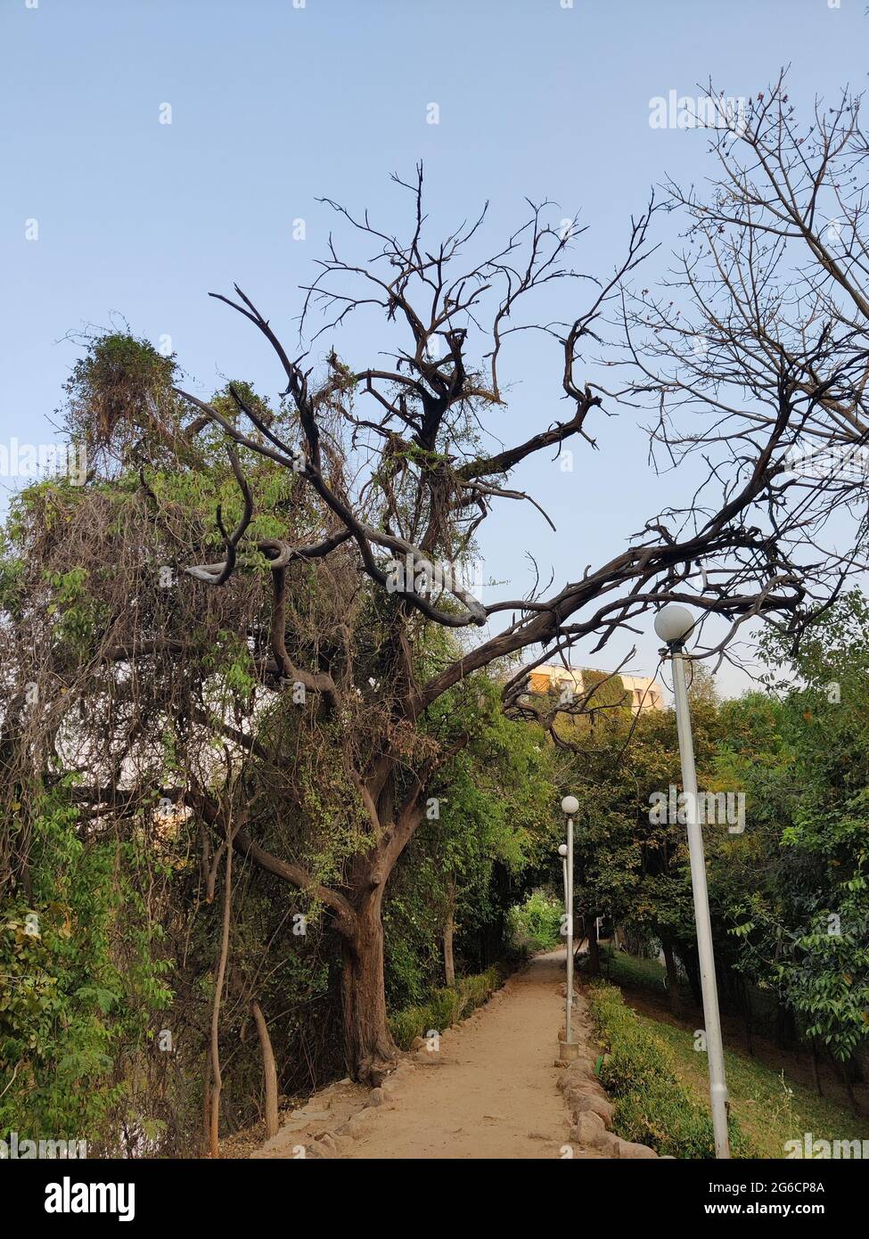 Tree and plants in the park Stock Photo