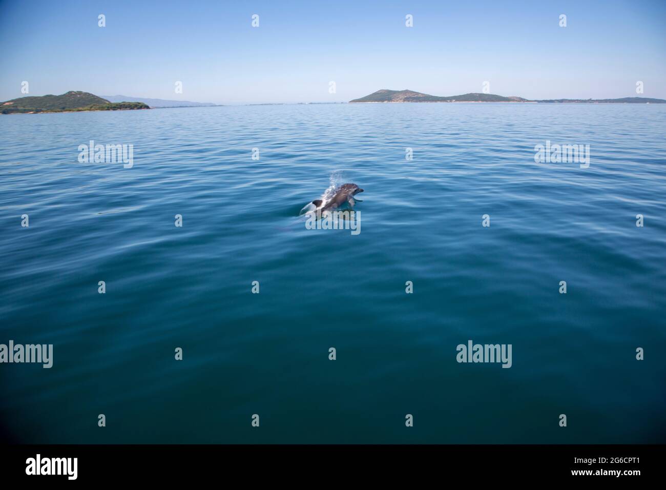 Greece, Dolphins in Amvrakikos Stock Photo